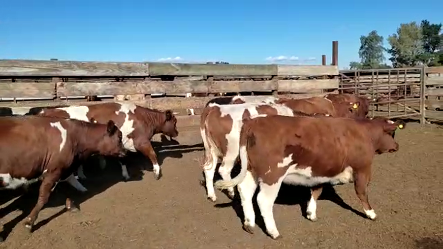 Lote 20 Vaquilla Gorda en Los Ángeles, VIII Región Biobío