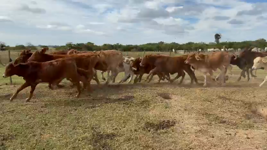 Lote 150 Terneros/as en Corrientes, Tapebicuá