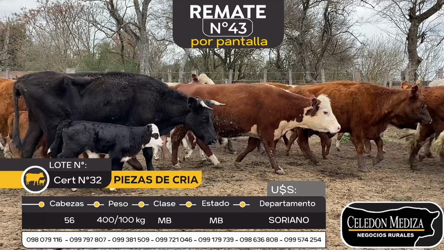 Lote 56 Piezas de cría en José Enrique Rodó, Soriano