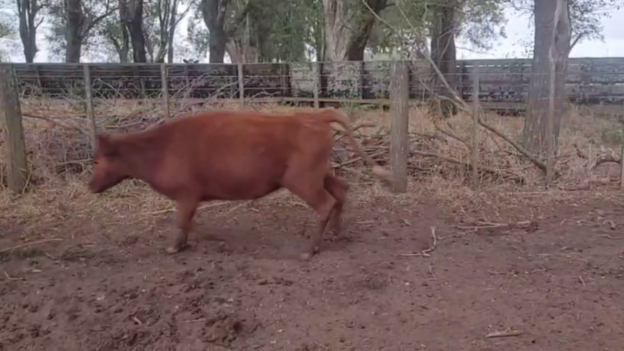 Lote 70 TERNS. HEMBRAS, EN OLAVARRÍA, BS. AS.