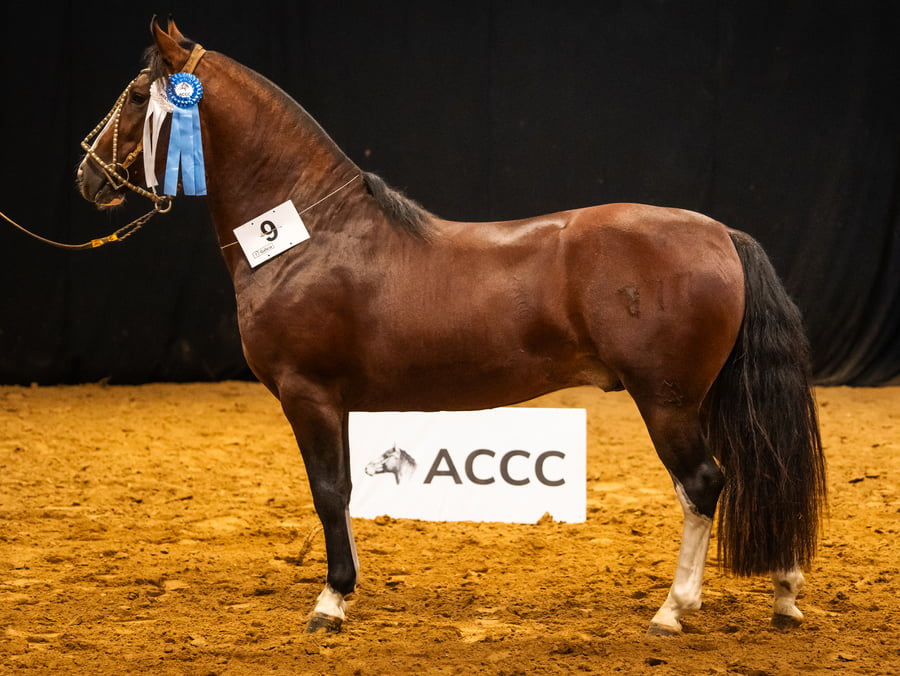 Lote TRES AR ANARQUISTA