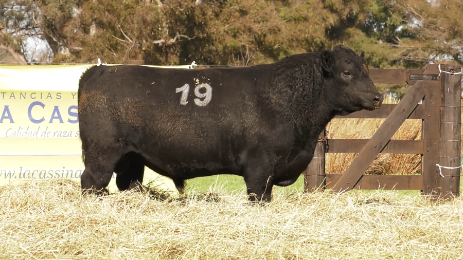 Lote TOROS ANGUS PURO CONTROLADO