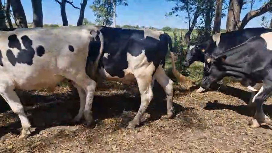 Lote 6 Novillos a remate en Ultima pantalla del año - Escritorio Camy, San José