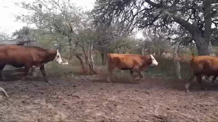 Lote 63 Novillitos en Mercedes, Corrientes