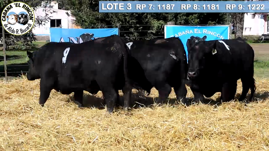 Lote TOROS PUROS CONTROLADOS NEGROS CABAÑA "EL RINCON"