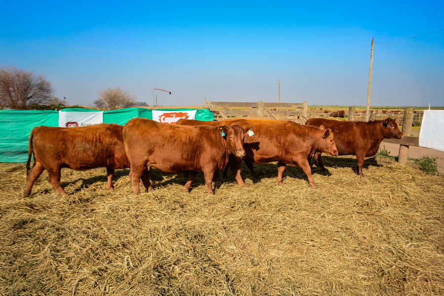 Lote VAQUILLONAS PREÑADAS