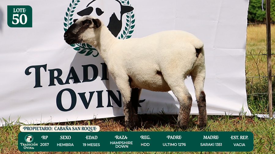 Lote LOTE 50