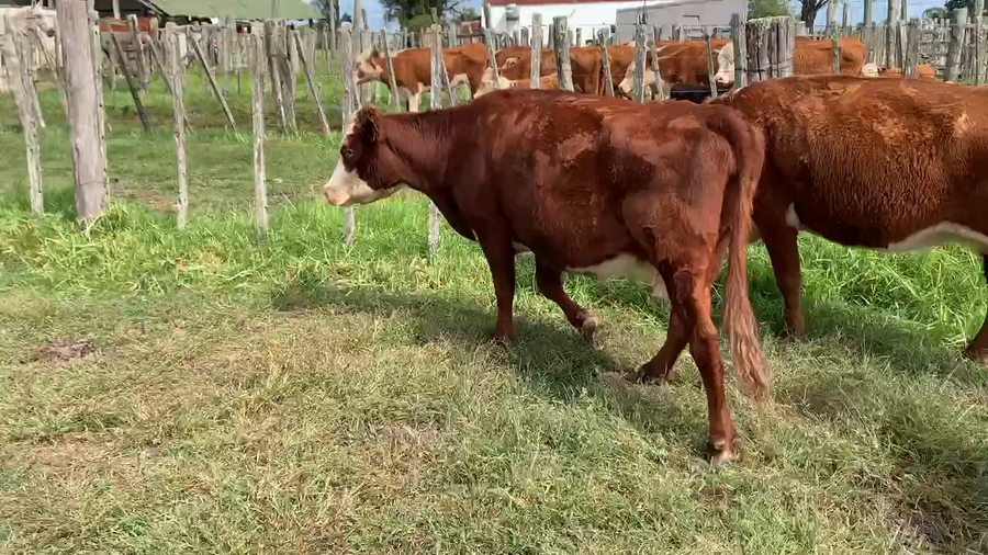 Lote 4 Vacas de Invernada en Tupambaé, Cerro Largo