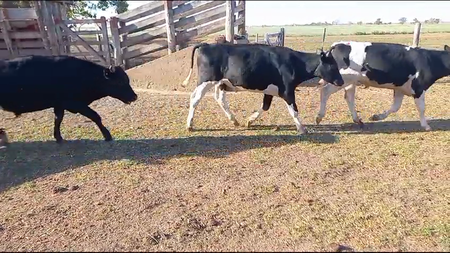 Lote 30 Novillitos Holando Argentino en Fidela, Santa Fe