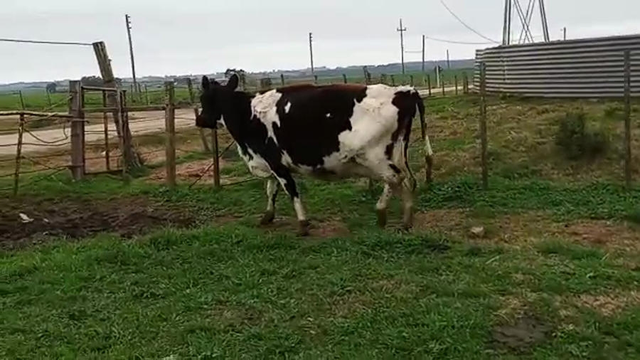 Lote Vacas de Invernada HOLANDO a remate en PANTALLA CAMY 550kg - , San José