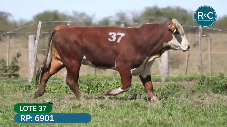 Lote Toros señal 22