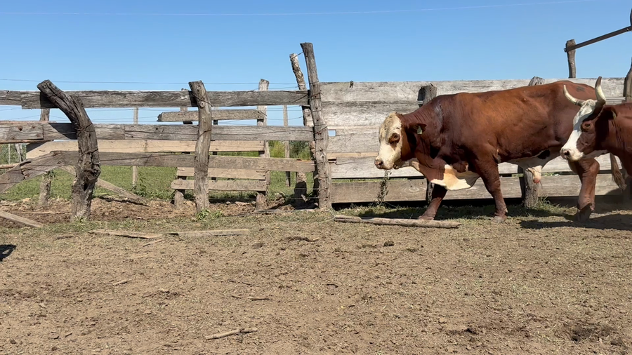 Lote 21 Vaca Consumo en Entre Ríos, Santa Elena