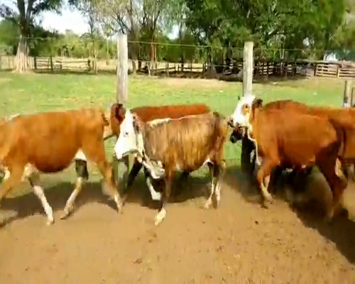 Lote 110 Terneras en La Leonesa, Chaco