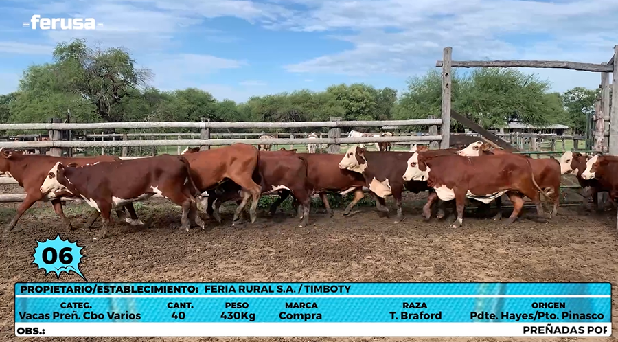 Lote LOTE 6