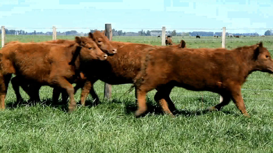 Lote Ternera seleccionada para madre