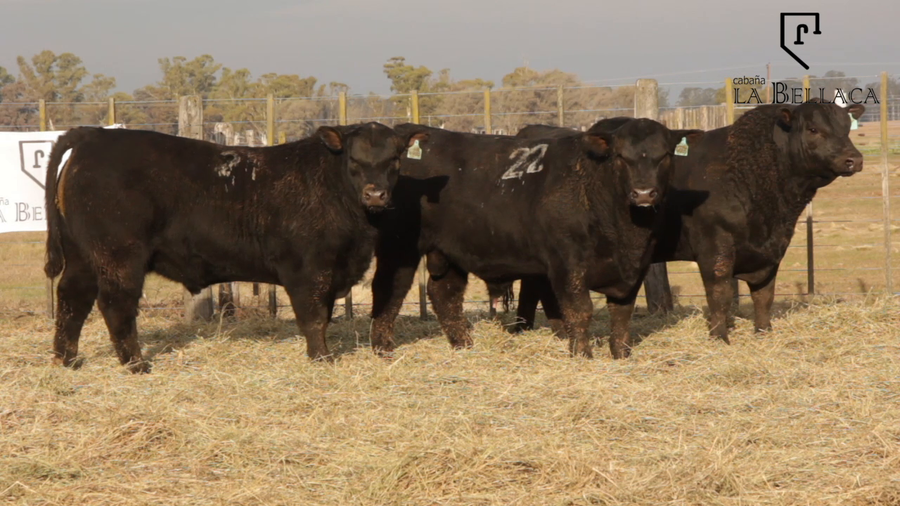 Lote TOROS PUROS DE PEDIGREE