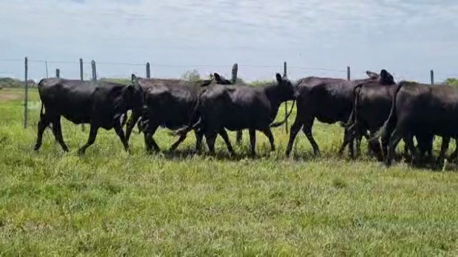 Lote VAQUILAS PREÑADAS