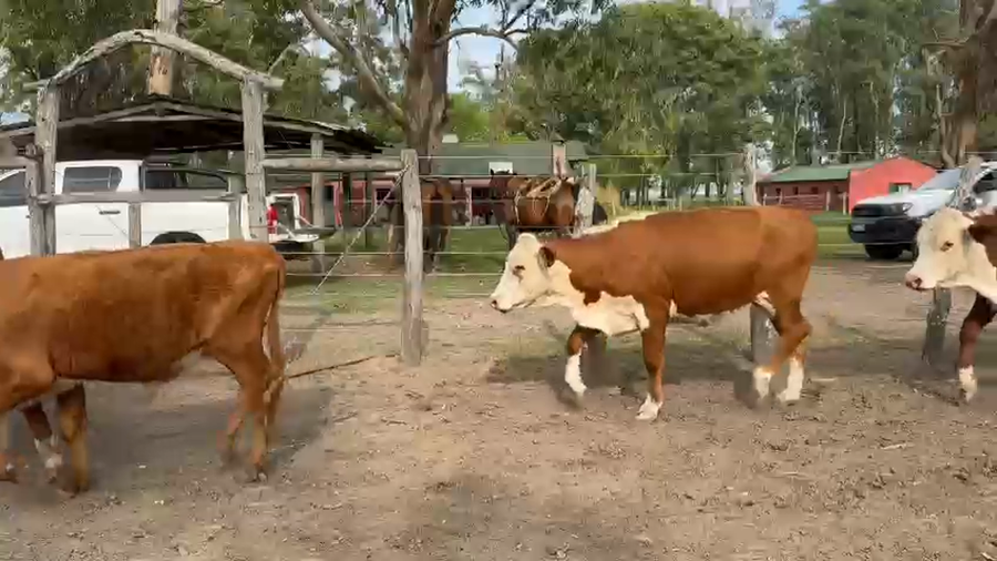 Lote 66 Novillitos y vaquillonas