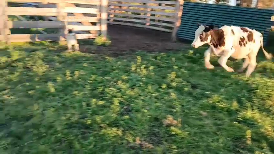 Lote 6 Terneros a remate en Pantalla Camy, San José