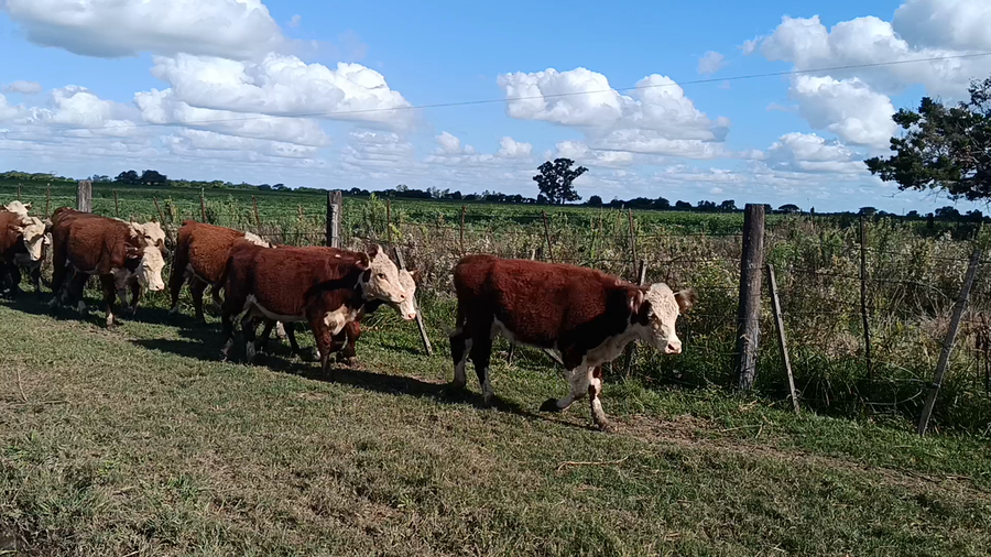 Lote 11 Vaquillonas Hereford en Videla, Santa Fe