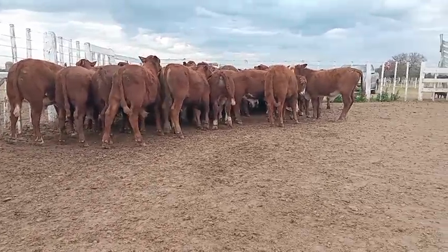 Lote 60 Terneros en Santa Fe, Capivara