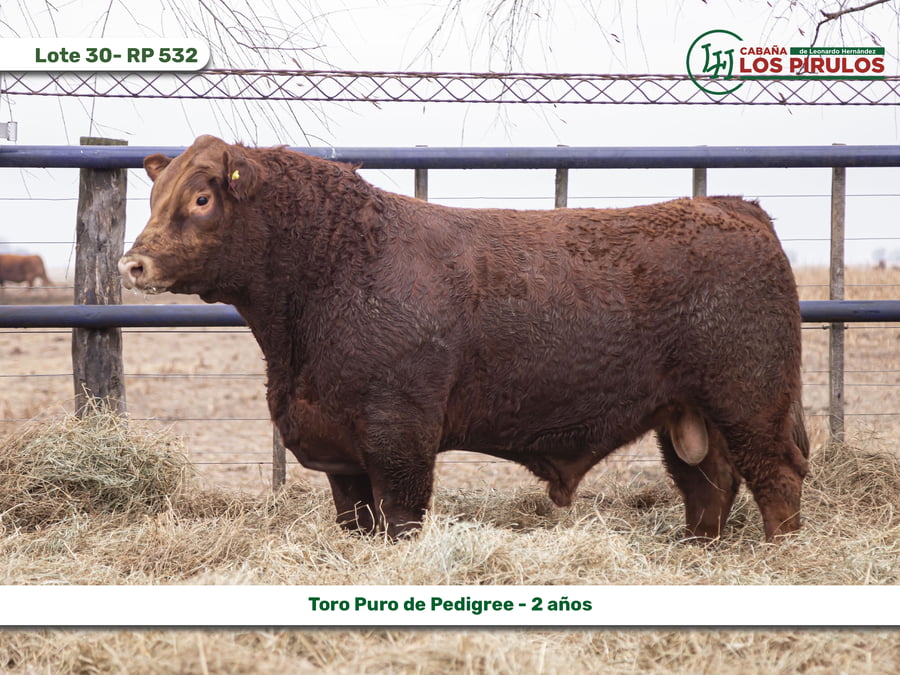 Lote TOROS PUROS DE PEDIGREE - 22/24 meses