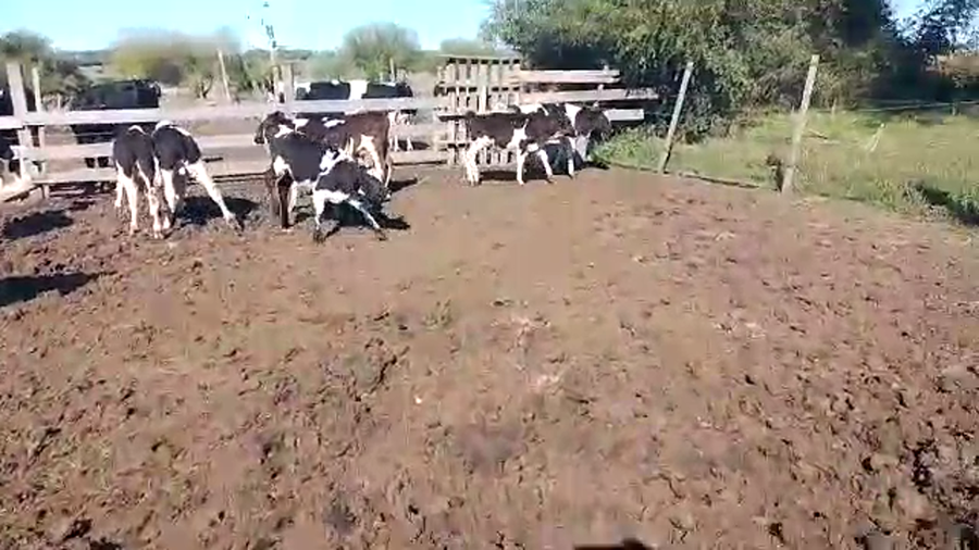 Lote Teneros Holando 12