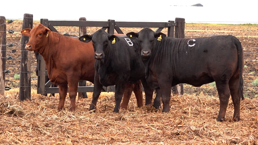 Lote VAQUILLONAS BRANGUS PREÑADAS Y CON SERVICIO de El Porvenir