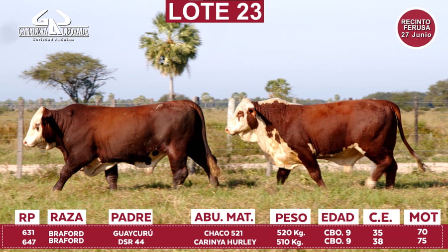 Lote Reproductores de Alborada - Lote 23