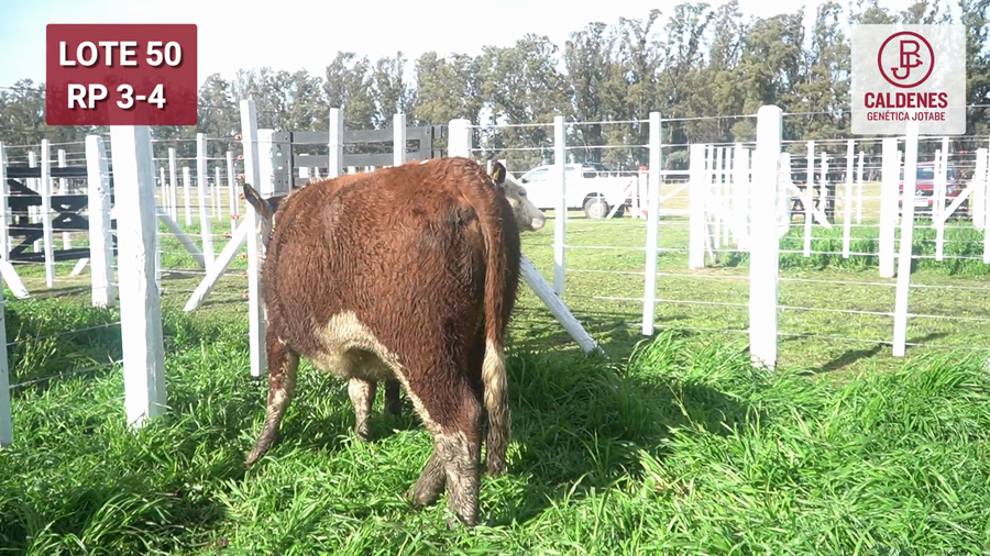 Lote VAQUILLONAS PR PREÑADAS PARICIÓN PRIMAVERA SELECCIONADAS