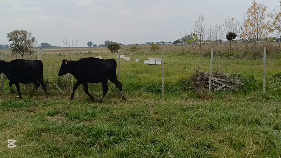 Lote VAQUILLONAS HOLANDO