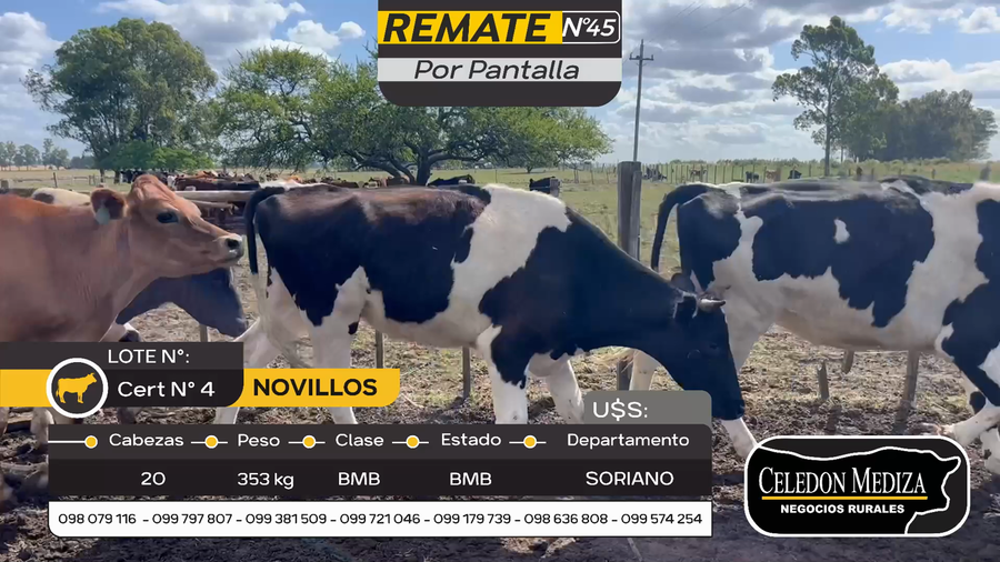 Lote 20 Novillos en Cuchilla del Perdido, Soriano