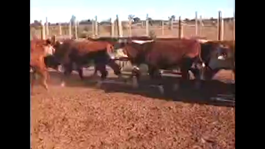 Lote 65  Novillitos y vaquillonas