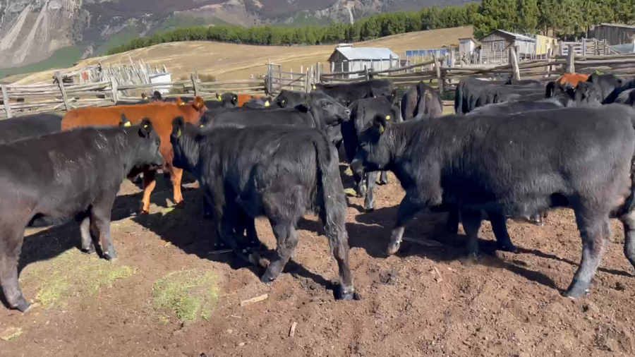 Lote 40 Ternera en Coyhaique, XI Región Aysén