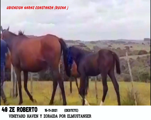 Lote ZE ROBERTO