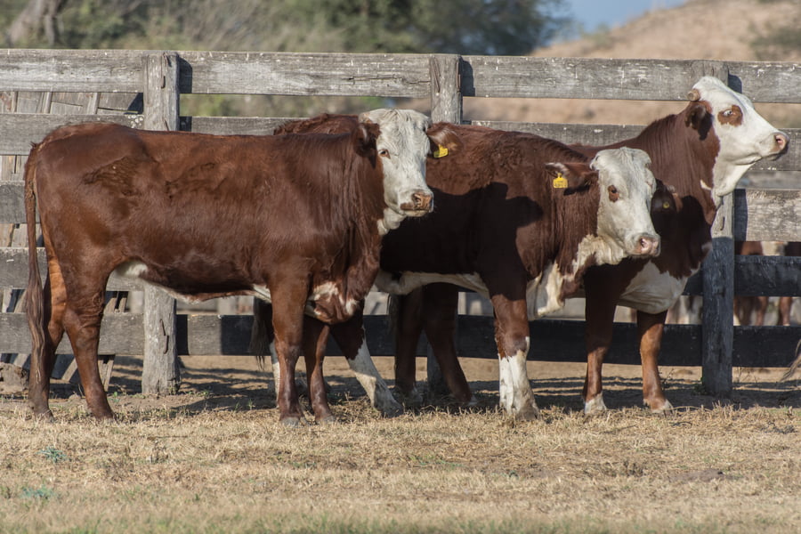 Lote Vaquillonas inseminadas Cabaña Las Meninas (25)