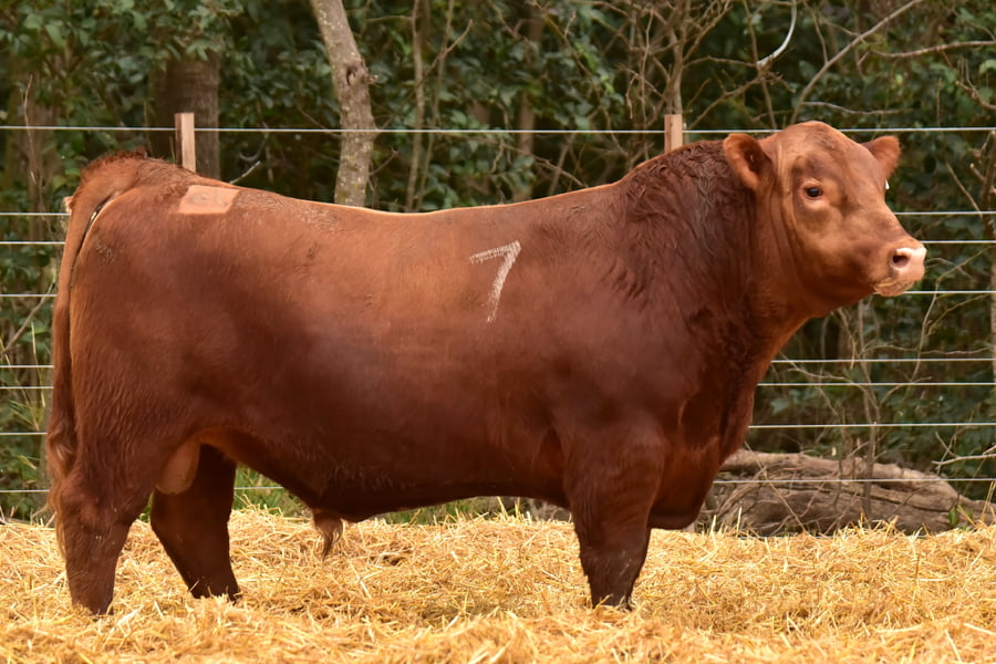 Lote TOROS ANGUS PC