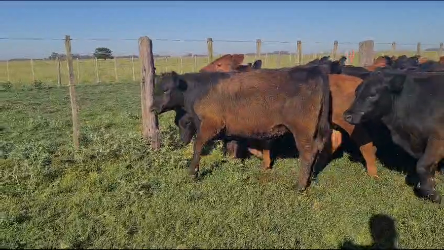 Lote 90 Novillitos en Las Flores, Buenos Aires