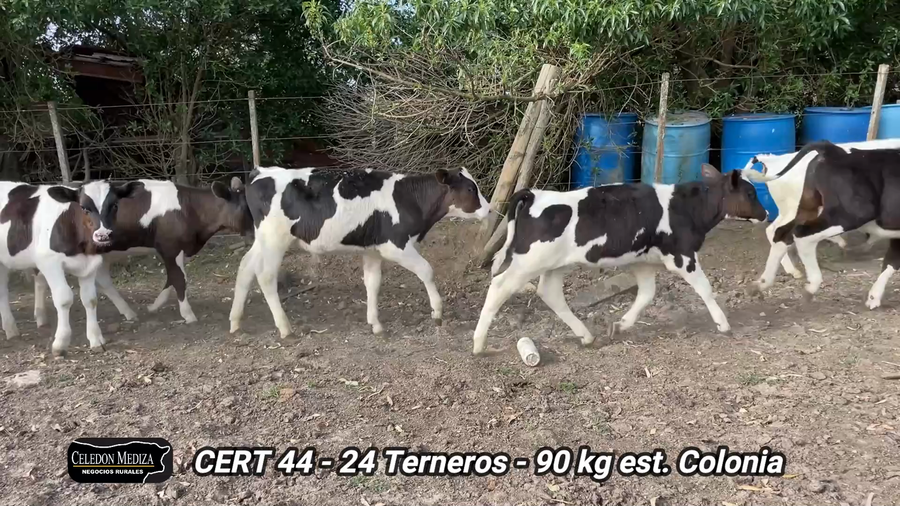 Lote 24 Terneros en El Semillero, Colonia