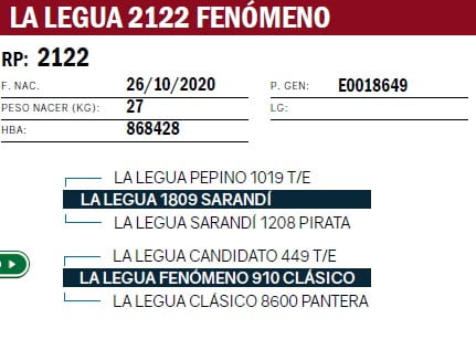 Lote VAQUILLONAS PURA DE PEDIGREE