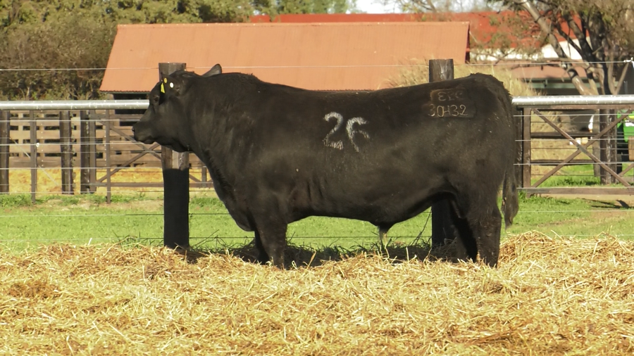 Lote TOROS ANGUS PURO CONTROLADO