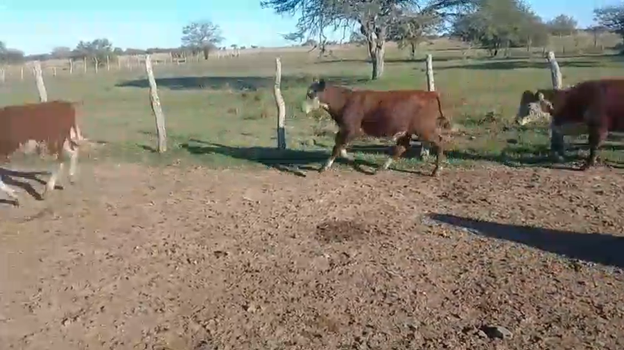 Lote 60 Terneros