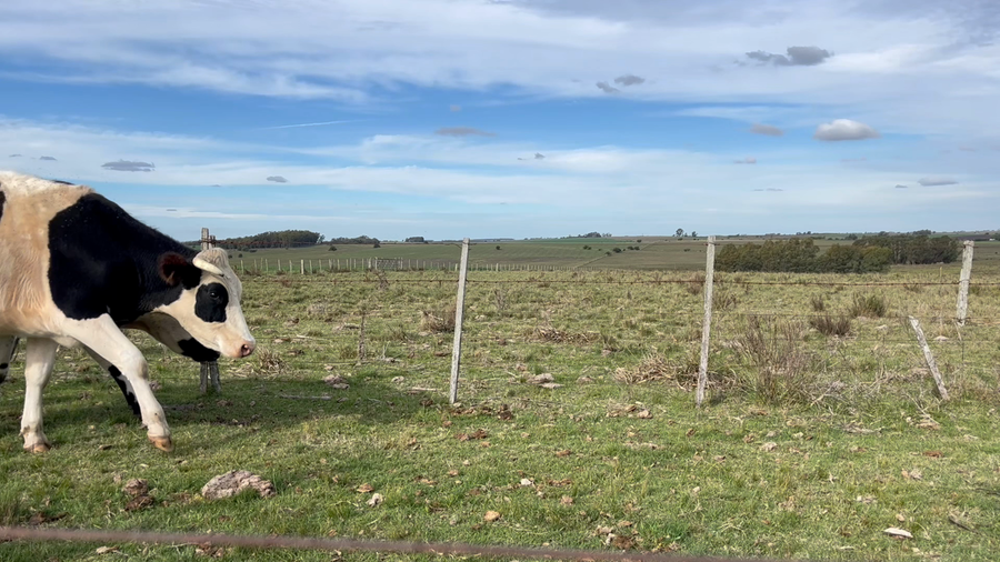 Lote NOVILLOS 2 a 3 AÑOS