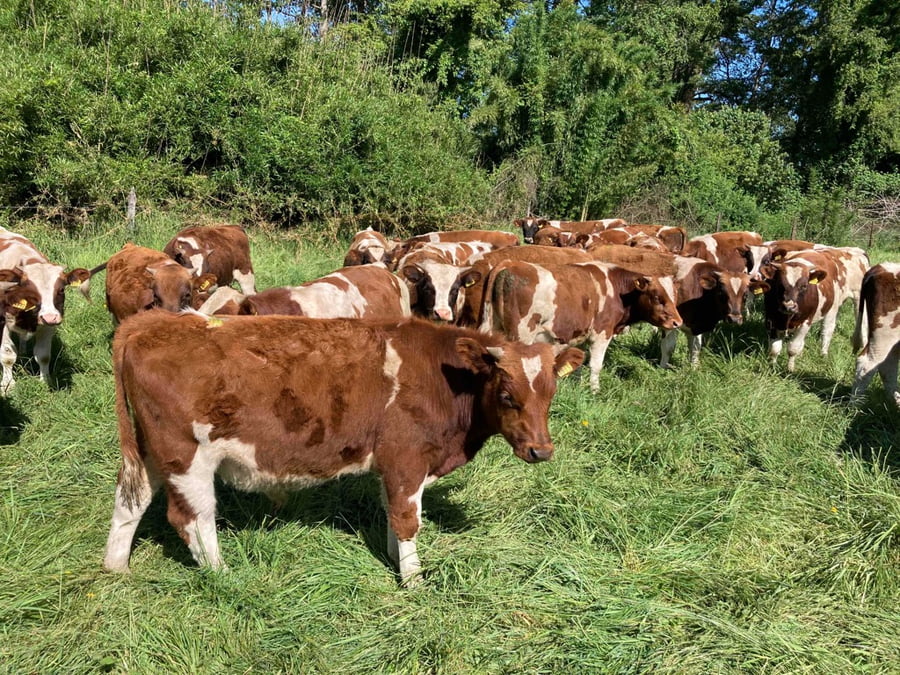 Lote 27 Ternero en Purranque, X Región Los Lagos