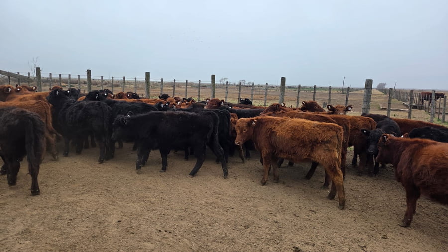 Lote 70 Terneros/as en Gral. Levalle