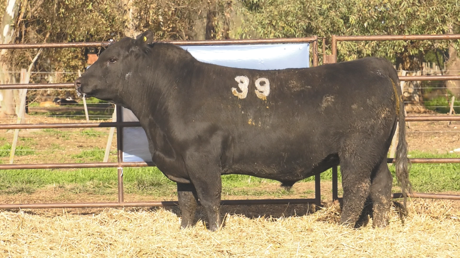 Lote TOROS ANGUS NEGROS  PC