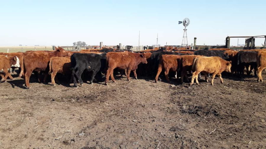 Lote 73 Terneros en Gral. Lamadrid, Buenos Aires