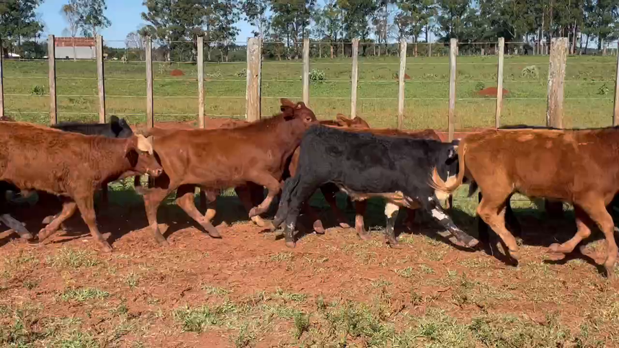 Lote 130 Terneros en Ituzaingó, Corrientes