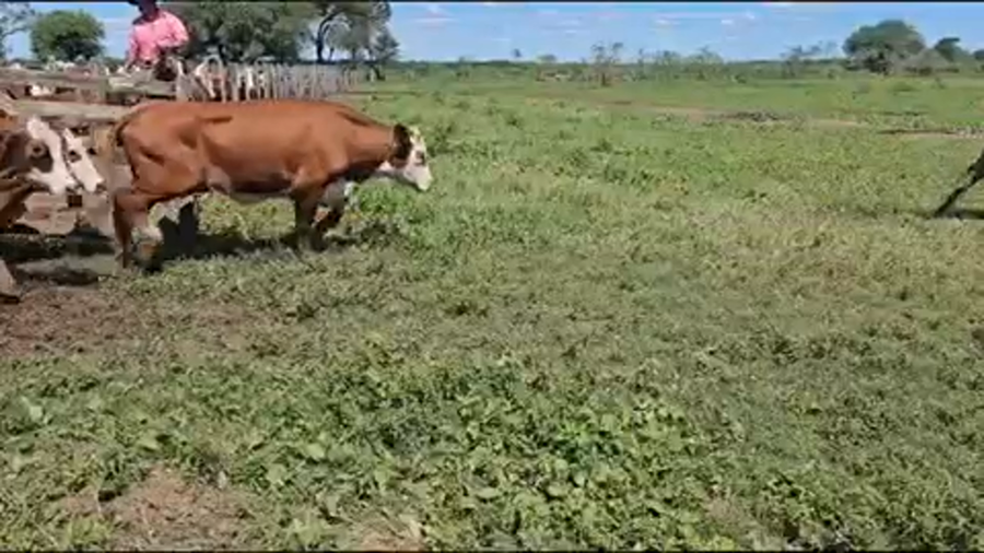 Lote 110 Vaquillonas preñadas en Palo Santo, Formosa