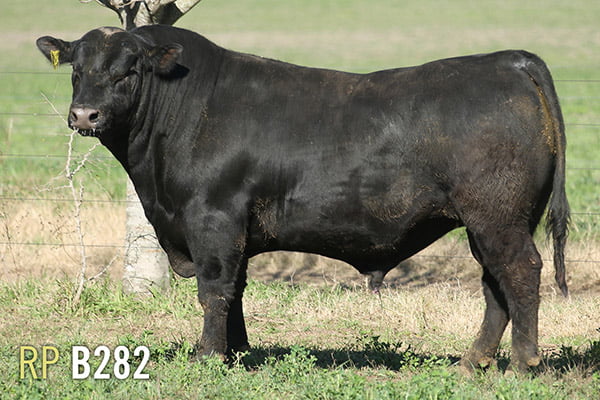 Lote 3 TOROS PUROS DE PEDIGREE